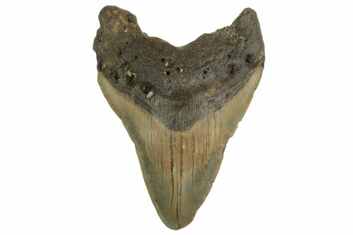 Serrated, Fossil Megalodon Tooth - North Carolina #219477